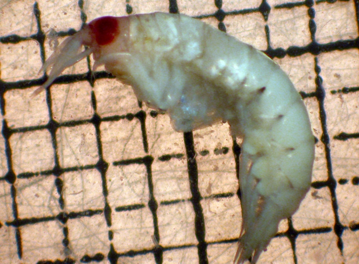 Vibilia armata Vibilia armata