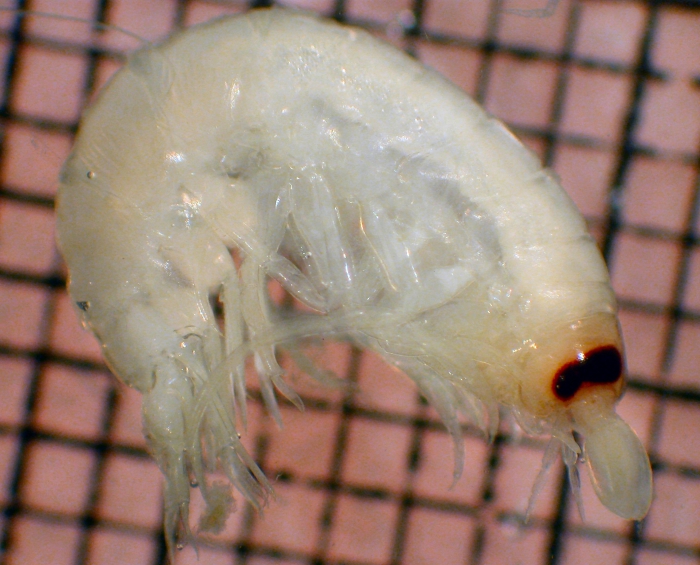 Vibilia cultripes Vibilia cultripes