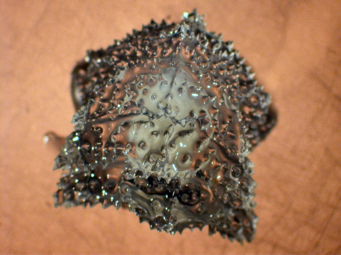 Vogtia spinosa Vogtia spinosa