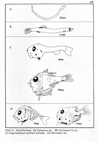 Stomiiformes - drawing Stomiiformes - drawing