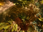 Aquatic Invasive Species