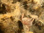 Crabs