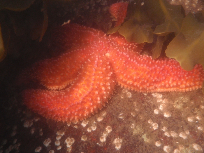Asterias vulgaris Asterias vulgaris