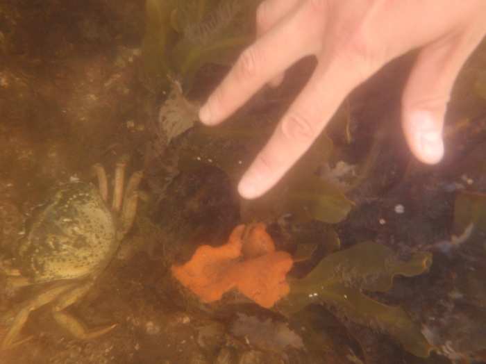 Carcinus maenas and Botrylloides violaceus Carcinus maenas and Botrylloides violaceus