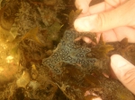 Aquatic Invasive Species