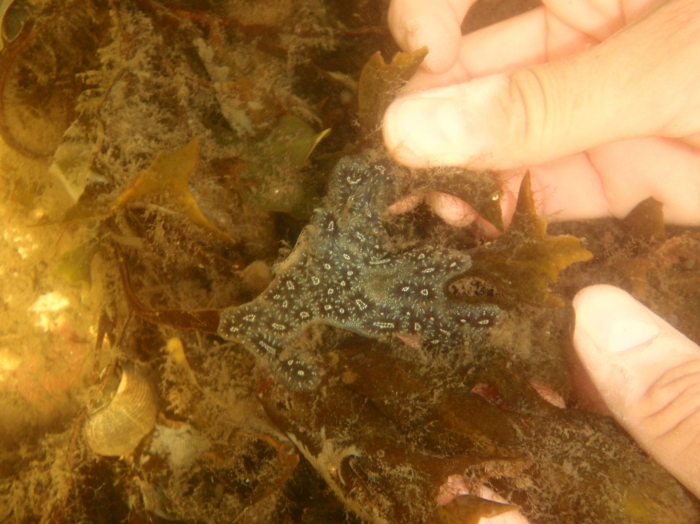 Botryllus schlosseri Botryllus schlosseri