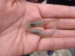 Shrimp