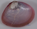Bivalvia