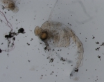 Decapoda