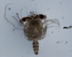 Crustaceans