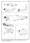 Salmoniformes