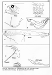 Drawings