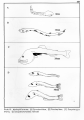 Actinopterygii
