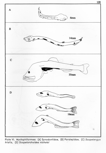 Myctophiformes Myctophiformes
