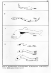 Species