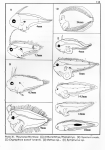 Pleuronectiformes, author: Lewis, Mary