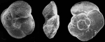 Globorotalia cavernula