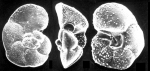 Globorotalia cavernula