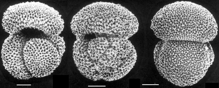 Globigerinoides conglobatus Globigerinoides conglobatus