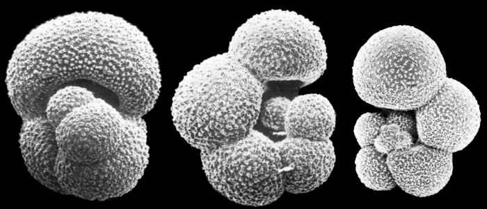Globigerinella siphonifera Globigerinella siphonifera