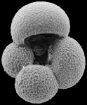 Globigerina bulloides, author: Hayward, Bruce