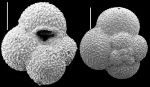 Globigerina falconensis