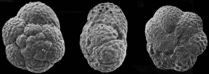 Turborotalita humilis Turborotalita humilis