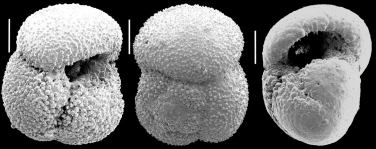 Globorotalia inflata, author: Hayward, Bruce