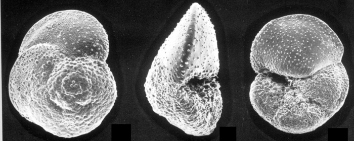 Globorotalia hirsuta Globorotalia hirsuta