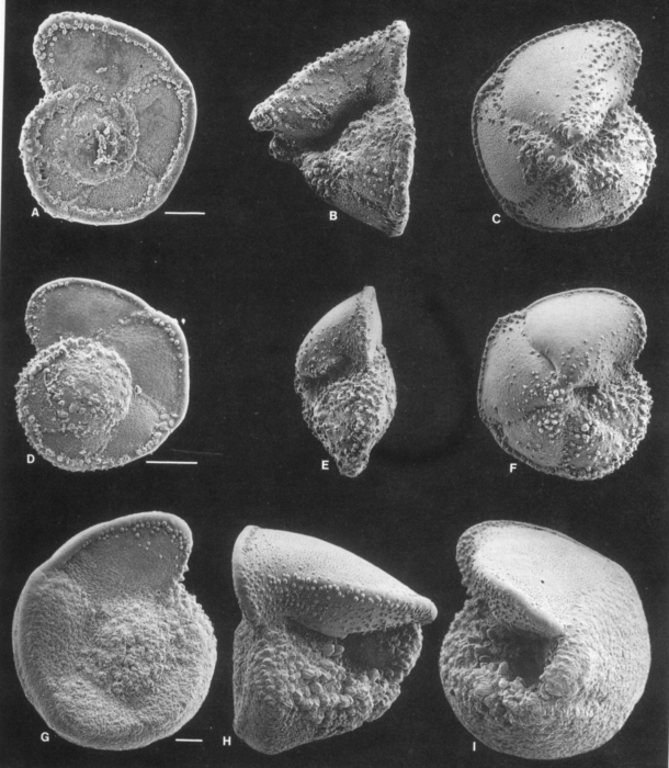 Globorotalia truncatulinoides Globorotalia truncatulinoides