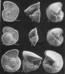 Protozoa