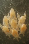 Antarctic Bryozoa