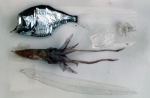 Slide 638, author: Hudson 70 Expedition, Roger Smith