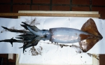 Slide 625, author: Hudson 70 Expedition, Roger Smith