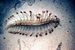 Slide 635, author: Hudson 70 Expedition, Roger Smith
