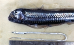 Slide 633, author: Hudson 70 Expedition, Roger Smith