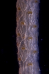 Antarctic Bryozoa