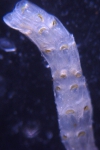Antarctic Bryozoa