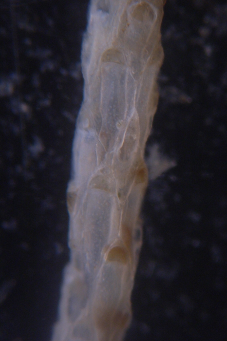 Cellaria diversa, East Weddell Sea, 2008 Cellaria diversa, East Weddell Sea, 2008