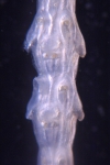 Antarctic Bryozoa