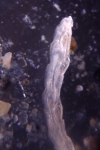 Antarctic Bryozoa