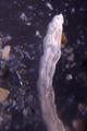Cellaria moniliorata, East Weddell Sea, 2008, author: De Blauwe, Hans
