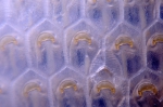 Antarctic Bryozoa