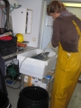 Voorbereiding van de installatie voor het implanteren van zenders in vissen door Jan Reubens (UGent - Mariene Biologie) (03.06.2010).
[cruise info]