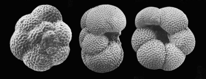 Neogloboquadrina dutertrei Neogloboquadrina dutertrei