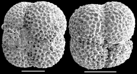 Neogloboquadrina pachyderma, author: Hayward, Bruce