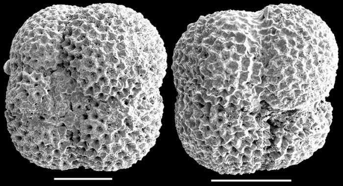 Neogloboquadrina pachyderma Neogloboquadrina pachyderma