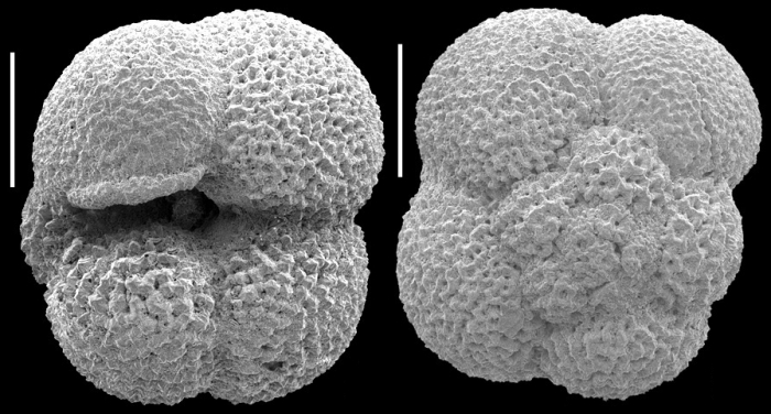 Neogloboquadrina incompta Neogloboquadrina incompta