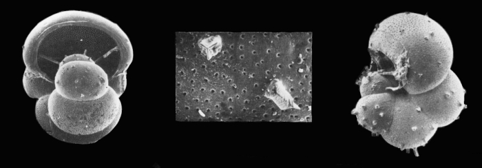 Hastigerina pelagica Hastigerina pelagica