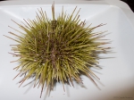 Sea urchins